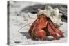 Red Hermit Crab Emerging from its Shell-null-Stretched Canvas