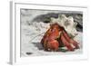 Red Hermit Crab Emerging from its Shell-null-Framed Photographic Print