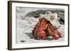 Red Hermit Crab Emerging from its Shell-null-Framed Photographic Print