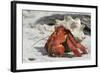 Red Hermit Crab Emerging from its Shell-null-Framed Photographic Print