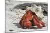 Red Hermit Crab Emerging from its Shell-null-Mounted Photographic Print