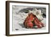 Red Hermit Crab Emerging from its Shell-null-Framed Photographic Print