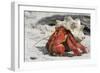 Red Hermit Crab Emerging from its Shell-null-Framed Photographic Print