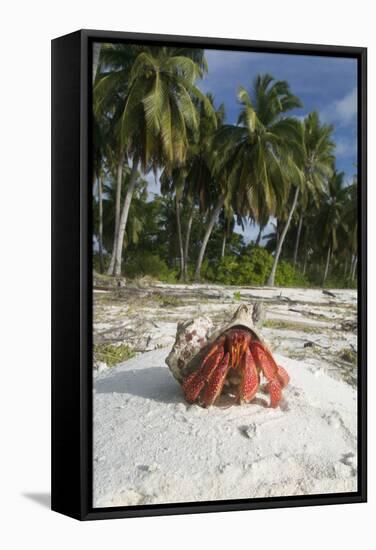 Red Hermit Crab in its Habitat, Emerging from its Shell-null-Framed Stretched Canvas