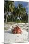 Red Hermit Crab in its Habitat, Emerging from its Shell-null-Mounted Photographic Print