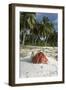 Red Hermit Crab in its Habitat, Emerging from its Shell-null-Framed Photographic Print