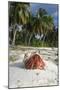 Red Hermit Crab in its Habitat, Emerging from its Shell-null-Mounted Photographic Print