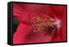 Red Hibiscus Abstract-Anna Miller-Framed Stretched Canvas