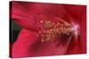 Red Hibiscus Abstract-Anna Miller-Stretched Canvas