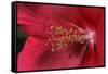 Red Hibiscus Abstract-Anna Miller-Framed Stretched Canvas