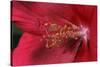 Red Hibiscus Abstract-Anna Miller-Stretched Canvas