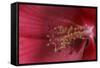 Red Hibiscus Abstract-Anna Miller-Framed Stretched Canvas