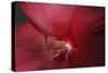 Red Hibiscus Abstract-Anna Miller-Stretched Canvas