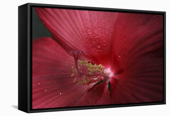 Red Hibiscus Abstract-Anna Miller-Framed Stretched Canvas