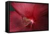 Red Hibiscus Abstract-Anna Miller-Framed Stretched Canvas