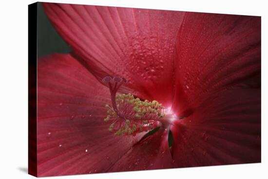 Red Hibiscus Abstract-Anna Miller-Stretched Canvas