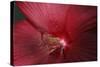 Red Hibiscus Abstract-Anna Miller-Stretched Canvas