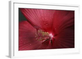 Red Hibiscus Abstract-Anna Miller-Framed Photographic Print