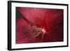 Red Hibiscus Abstract-Anna Miller-Framed Photographic Print