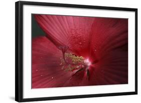 Red Hibiscus Abstract-Anna Miller-Framed Photographic Print