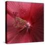 Red Hibiscus Abstract-Anna Miller-Stretched Canvas