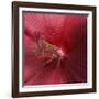 Red Hibiscus Abstract-Anna Miller-Framed Photographic Print