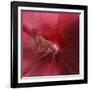 Red Hibiscus Abstract-Anna Miller-Framed Photographic Print