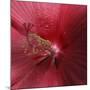 Red Hibiscus Abstract-Anna Miller-Mounted Photographic Print