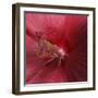 Red Hibiscus Abstract-Anna Miller-Framed Photographic Print