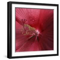 Red Hibiscus Abstract-Anna Miller-Framed Photographic Print