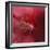 Red Hibiscus Abstract-Anna Miller-Framed Photographic Print