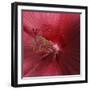 Red Hibiscus Abstract-Anna Miller-Framed Photographic Print