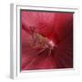 Red Hibiscus Abstract-Anna Miller-Framed Photographic Print