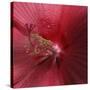 Red Hibiscus Abstract-Anna Miller-Stretched Canvas