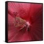 Red Hibiscus Abstract-Anna Miller-Framed Stretched Canvas