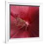 Red Hibiscus Abstract-Anna Miller-Framed Photographic Print