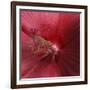 Red Hibiscus Abstract-Anna Miller-Framed Photographic Print