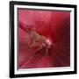 Red Hibiscus Abstract-Anna Miller-Framed Photographic Print