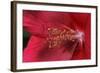 Red Hibiscus Abstract-Anna Miller-Framed Photographic Print