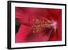 Red Hibiscus Abstract-Anna Miller-Framed Photographic Print