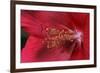 Red Hibiscus Abstract-Anna Miller-Framed Photographic Print