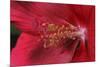 Red Hibiscus Abstract-Anna Miller-Mounted Photographic Print