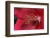 Red Hibiscus Abstract-Anna Miller-Framed Photographic Print