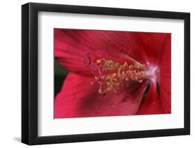 Red Hibiscus Abstract-Anna Miller-Framed Photographic Print