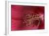 Red Hibiscus Abstract-Anna Miller-Framed Photographic Print