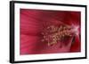 Red Hibiscus Abstract-Anna Miller-Framed Photographic Print