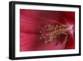 Red Hibiscus Abstract-Anna Miller-Framed Photographic Print