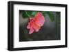 Red hibiscus blossoms-Nadja Jacke-Framed Photographic Print