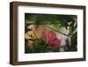 Red hibiscus blossoms-Nadja Jacke-Framed Photographic Print