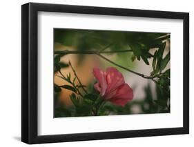 Red hibiscus blossoms-Nadja Jacke-Framed Photographic Print